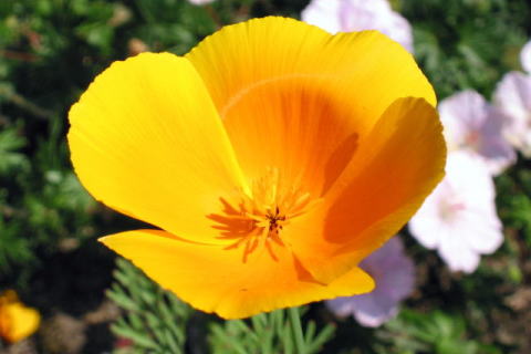 ���N�ōK���ȉƑ�